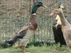 Wildfarbener Erpel