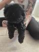 Nur noch2 liebevolles Shih-Tzu Welpen abzugeben die die Welt erkunden möchte