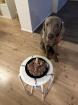 Weimaraner Silber/Grau 5 Jahre alt ohne Papiere aber Reinrassig